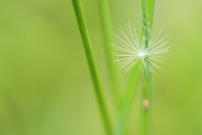 Close-up of plant against blurred background