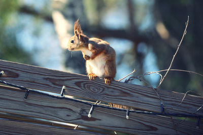 Squirrel sitting on roof