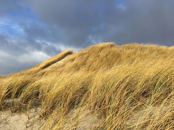 Dune in frisea