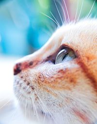 Close-up of cat looking away