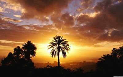 Silhouette of palm trees at sunset