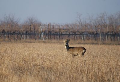 Deer standing on grass