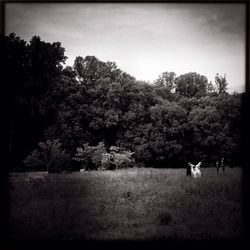 Dog standing on grassy field