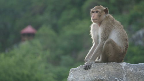 Lion looking away while sitting on rock