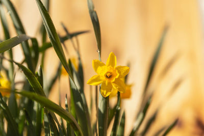 Close-up of yellow flowering plant