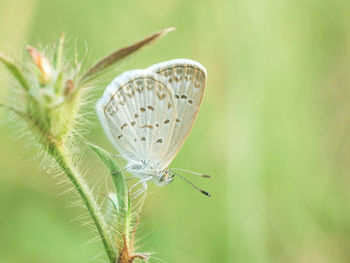 Close-up of butterfly on flower