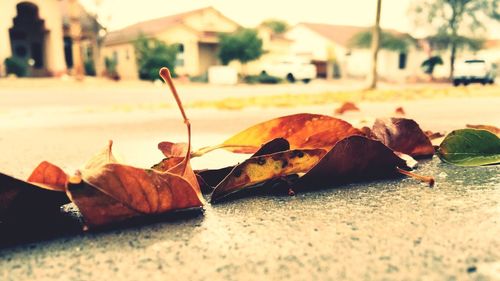 Close-up of leaf on ground