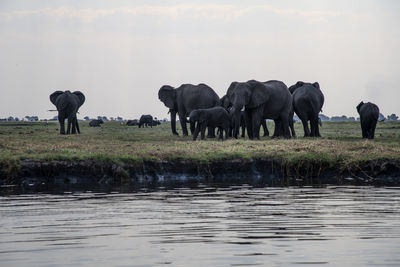 View of elephant in lake against sky