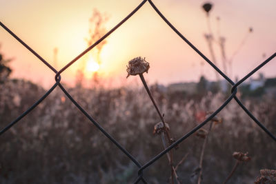 Close-up of flowers against blurred background
