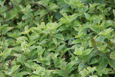 High angle view of fresh green leaves on field