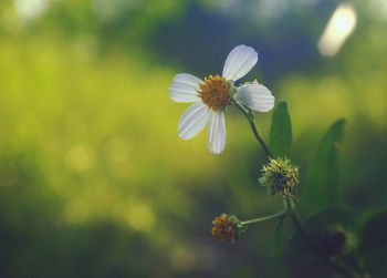 Close-up of white flowering plant