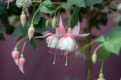 Close-up of pink flowering plant