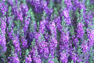 Close-up of purple flowering plants on field