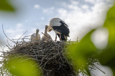 Low angle view of birds in nest against sky