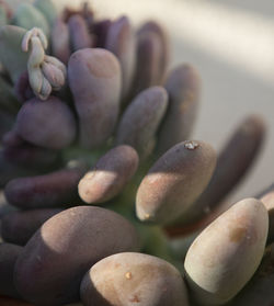 Full frame shot of pebbles