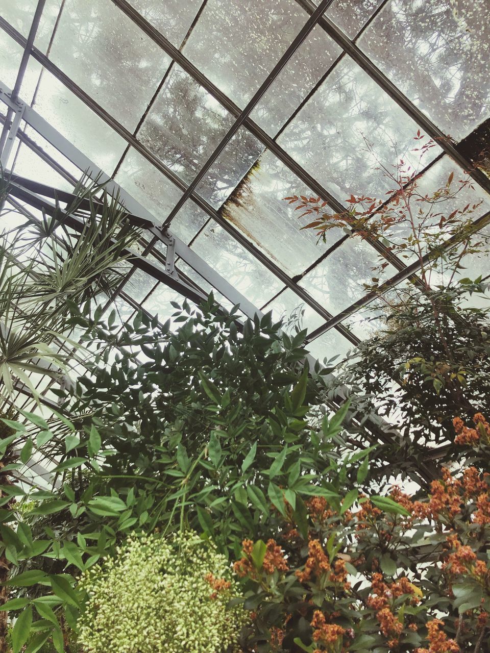 LOW ANGLE VIEW OF PLANTS IN GREENHOUSE