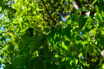 Low angle view of green leaves on tree