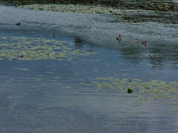 High angle view of ducks swimming in lake