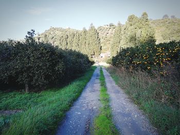 Road amidst trees against sky