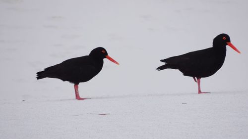Close-up of birds