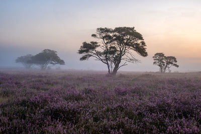 Trees on field against sky during sunset