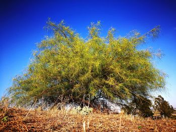 Low angle view of trees against clear blue sky