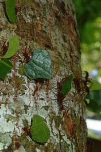 Close-up of tree trunk