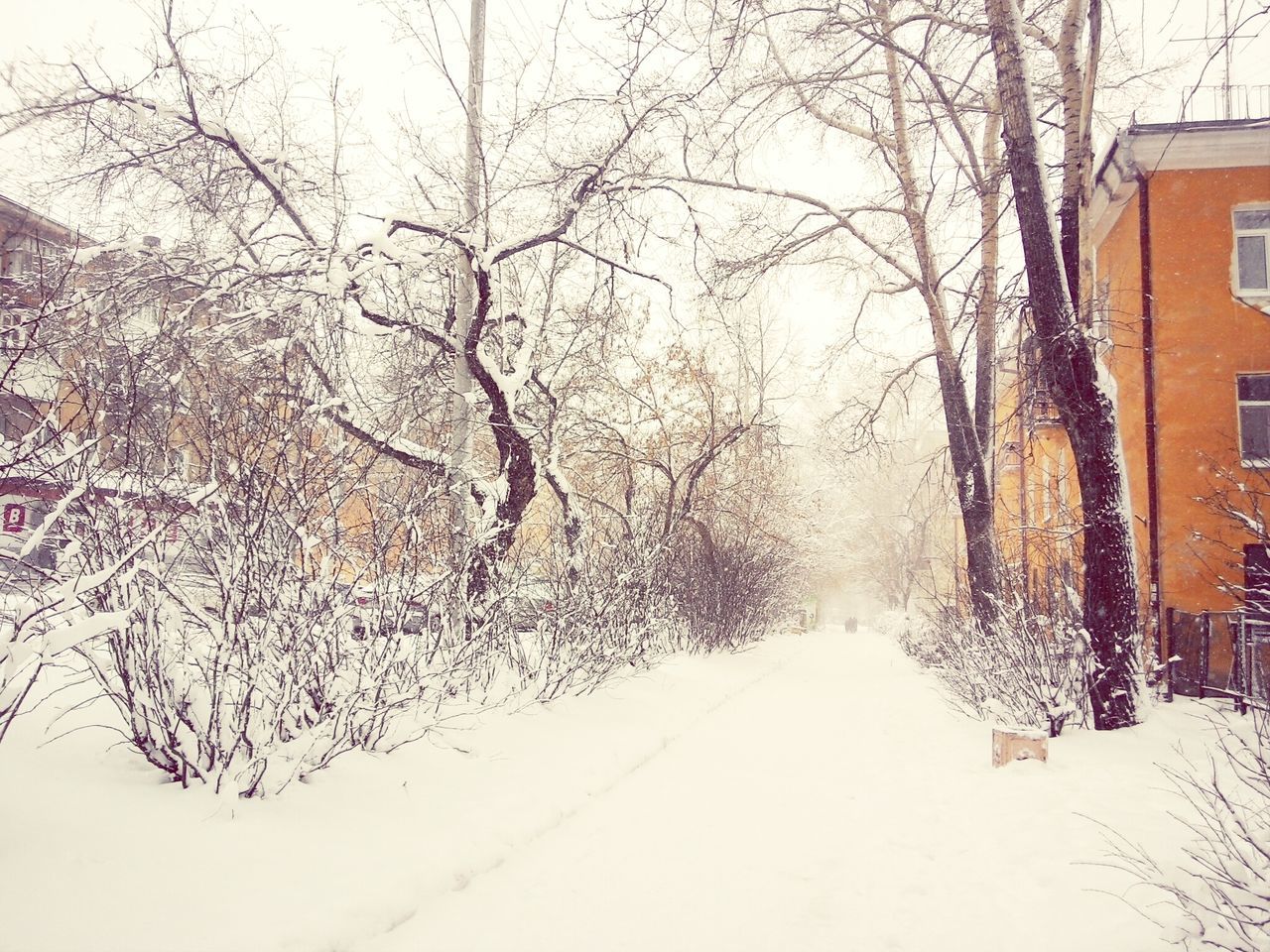 snow, winter, cold temperature, season, weather, tree, bare tree, covering, the way forward, built structure, architecture, building exterior, road, covered, street, white color, nature, day, outdoors, transportation