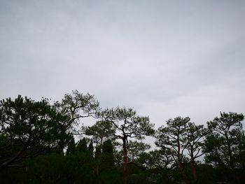 Low angle view of trees against sky