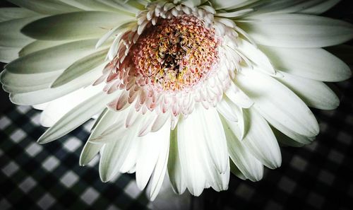 Close-up of flowers