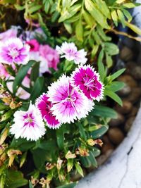 High angle view of pink flowering plant