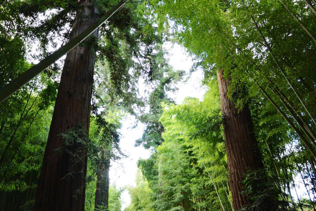 LOW ANGLE VIEW OF TREES IN FOREST