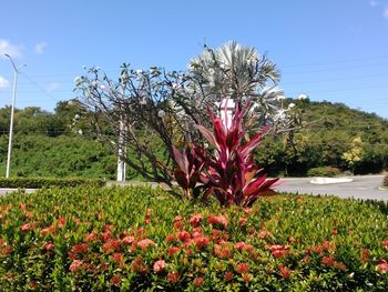 Close-up of pink flowering plants on field