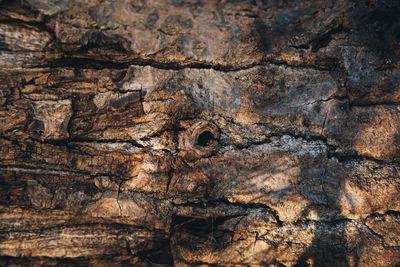 Full frame shot of tree trunk