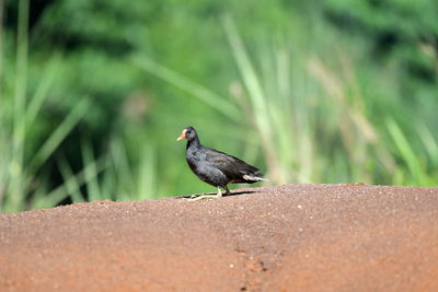 Close-up of bird perching