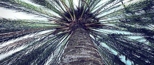 Low angle view of palm tree against sky