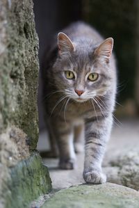 Close-up portrait of cat against blurred background