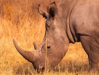 Rhinoceros standing on field