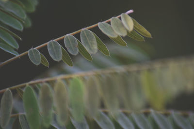 Close-up of fresh green plant