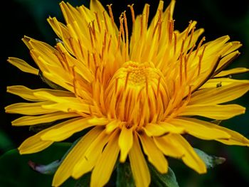 Close-up of yellow flowering plant