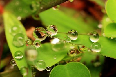 Close-up of water drops on leaf