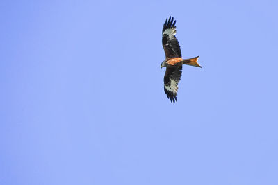 Low angle view of eagle flying in sky