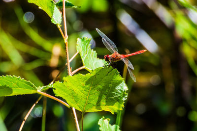 Libelle am see