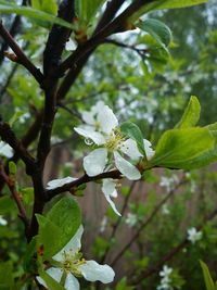 Close-up of flower tree