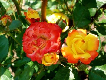 Close-up of yellow flower