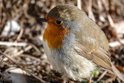 Close-up of bird perching on twig