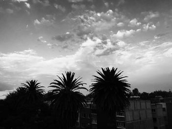 Low angle view of palm trees against cloudy sky