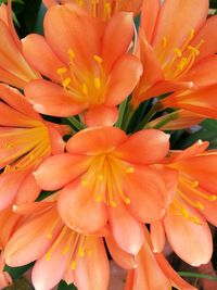 Close-up of orange day lily blooming outdoors