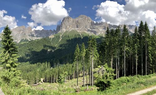 Panoramic view of pine trees in forest against sky
