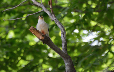 Low angle view of bird perching on tree